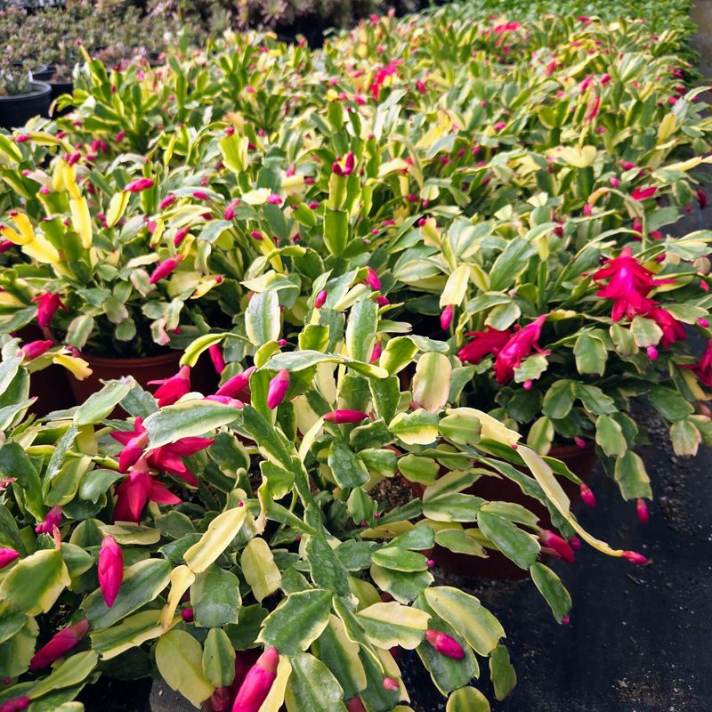Coastal Versus Inland Timing For Your Christmas Cactus