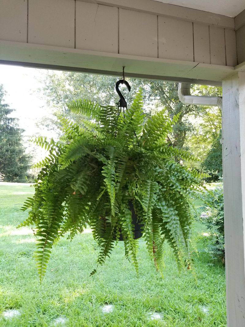 Coastal Winds Can Shred Delicate Fronds Coastal Winds Can Shred Delicate Fronds