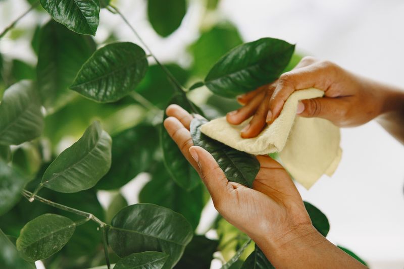 Coat Leaves With Neem Oil Coat Leaves With Neem Oil