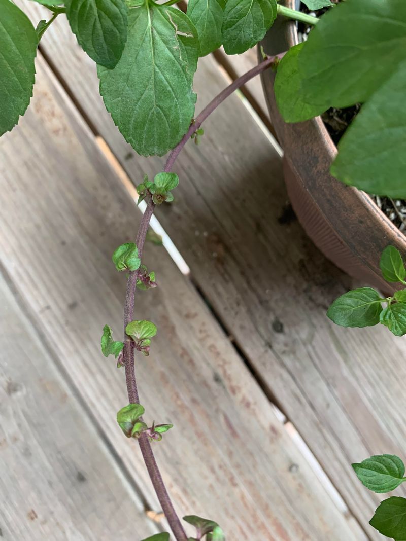 Coax Mint Runners Into Fresh Pots Coax Mint Runners Into Fresh Pots