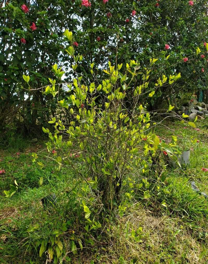 Coca Shrubs From South America Coca Shrubs From South America