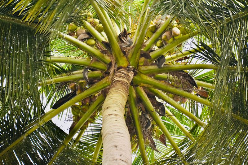 Coconut Palm Coconut Palm