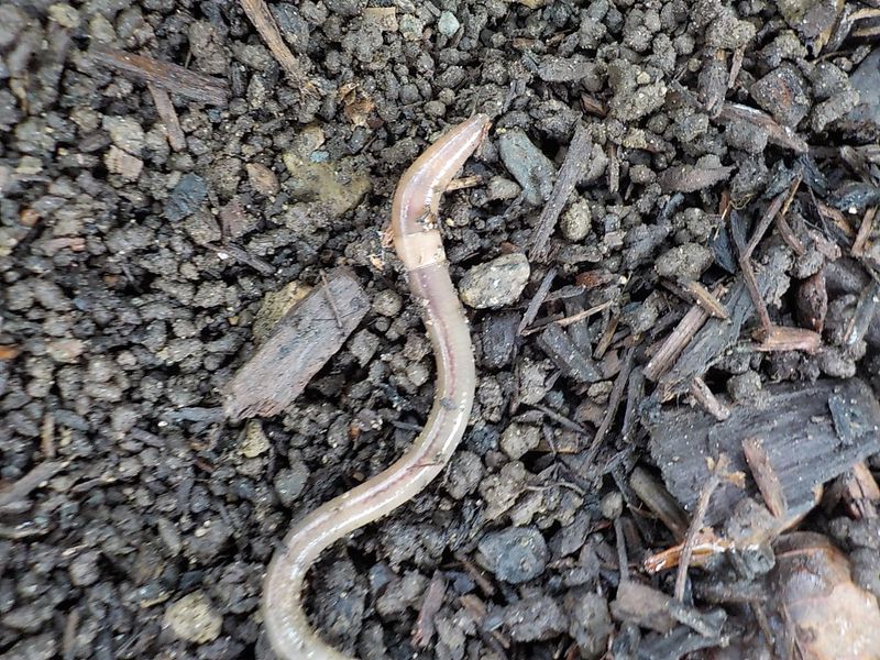 Coffee Ground Castings Give Them Away
