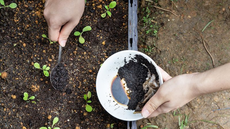 Coffee Grounds Coffee Grounds