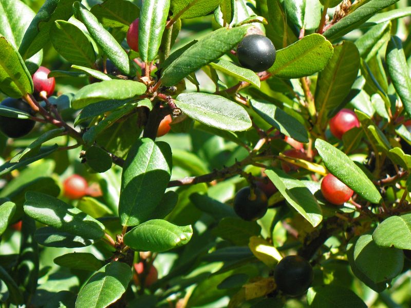 Coffeeberry Is A California Workhorse