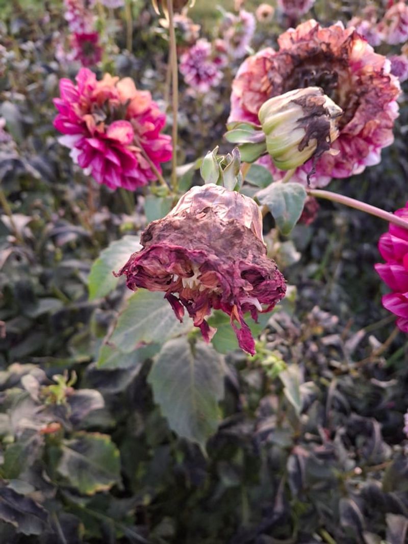 Cold Air Settling Over Indiana Gardens