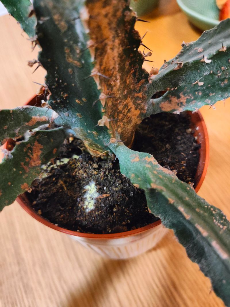 Cold And Wet Soil Leads To Rot