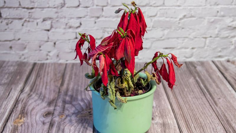 Cold Below 50 Degrees Damages Leaves