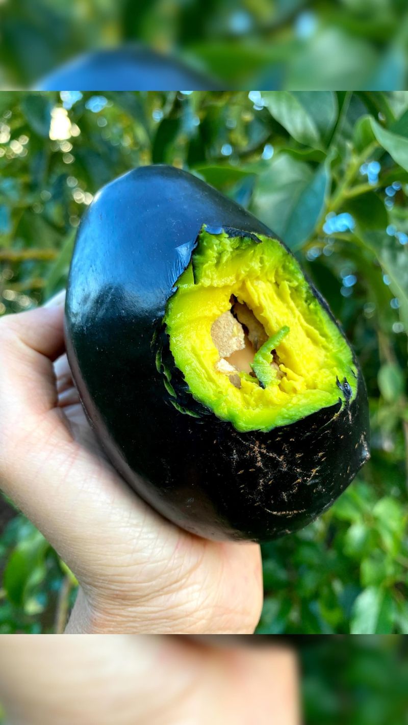 Cold Can Damage Unripe West Indian Types Cold Can Damage Unripe West Indian Types