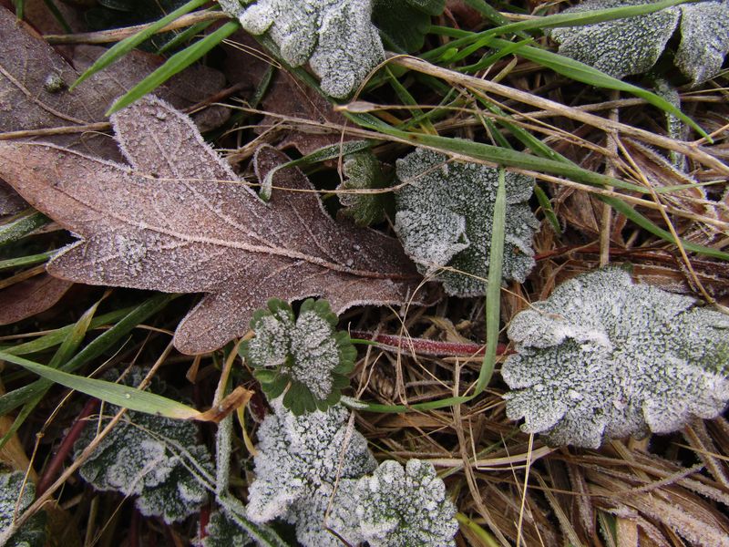 Cold Damage Shows Up Days Later Cold Damage Shows Up Days Later