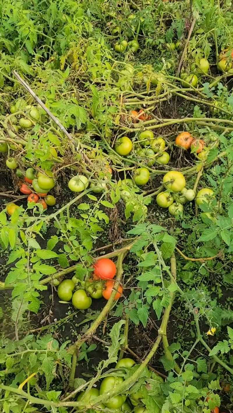 Cold Damaged Them Before Picking Cold Damaged Them Before Picking