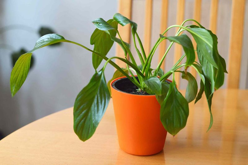 Cold Drafts And Chilly Water Stress The Plant