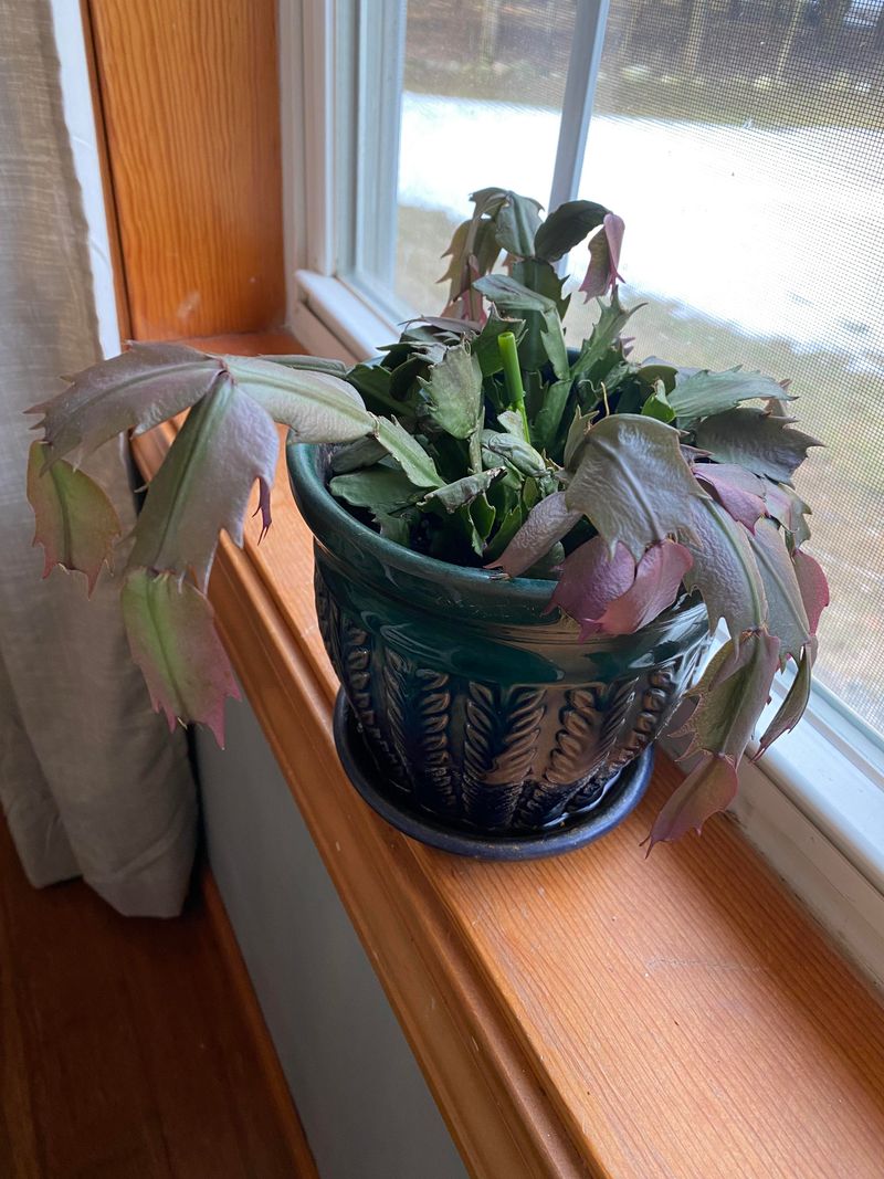 Cold Drafts Are Chilling The Plant Cold Drafts Are Chilling The Plant