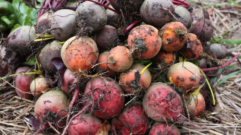 Cold Fall Nights Can Make Your Harvest Even Sweeter