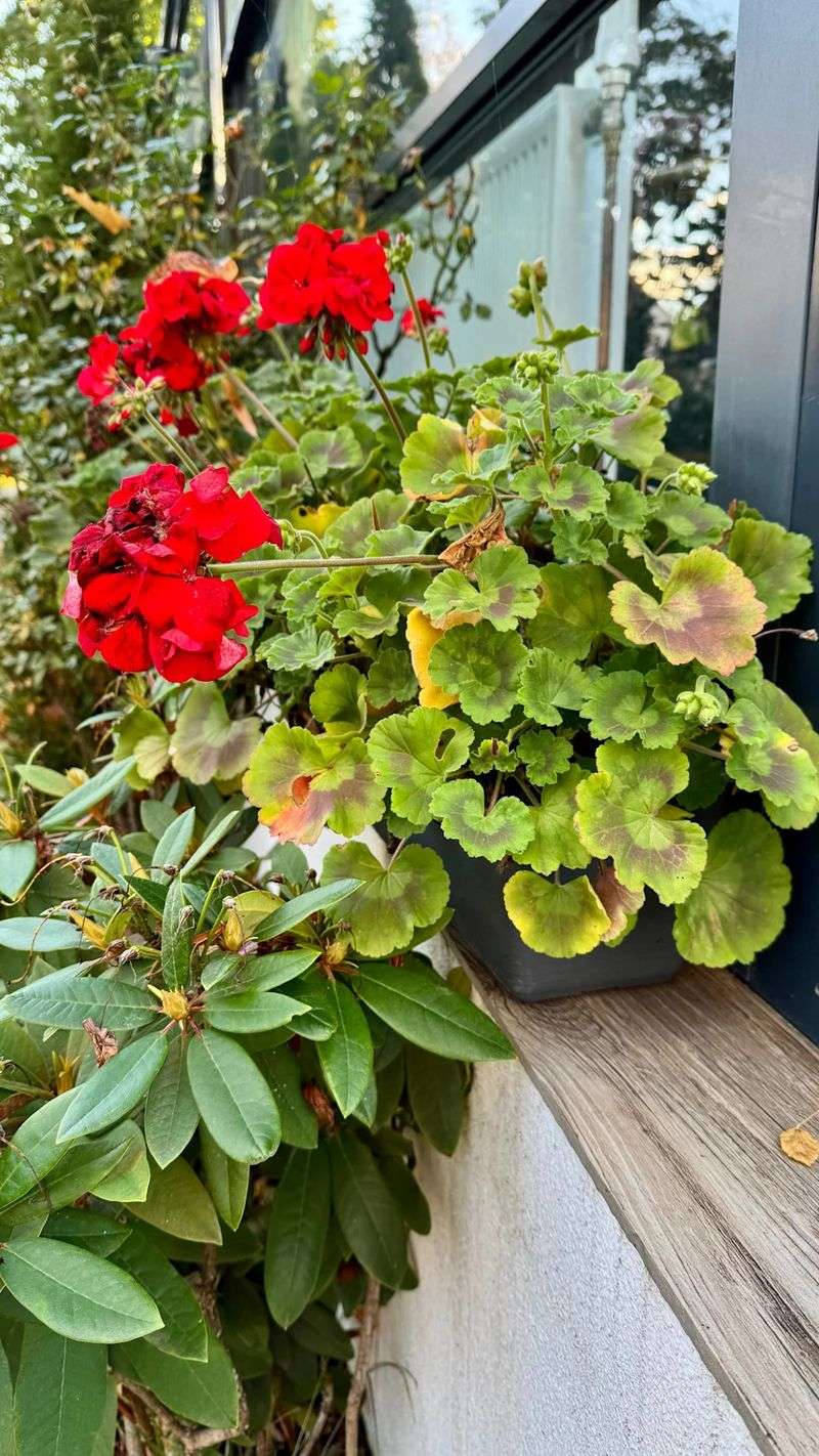 Cold Fall Nights Stress The Plant Cold Fall Nights Stress The Plant