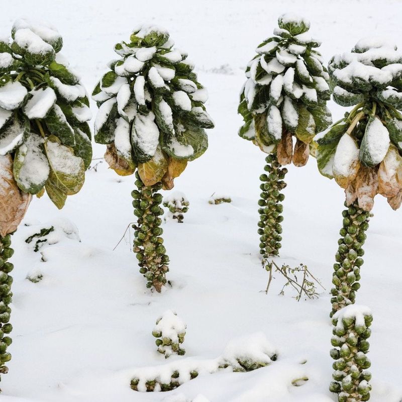 Cold Hardy Crops Keep Going After Frost