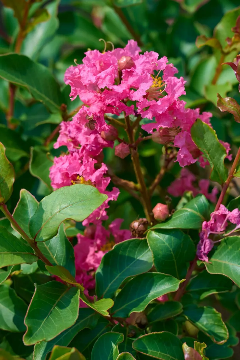 Cold-Hardy Hybrids Give You A Head Start In New York