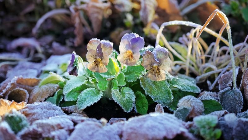Cold-Hardy Roots Carry Flowers Into Spring