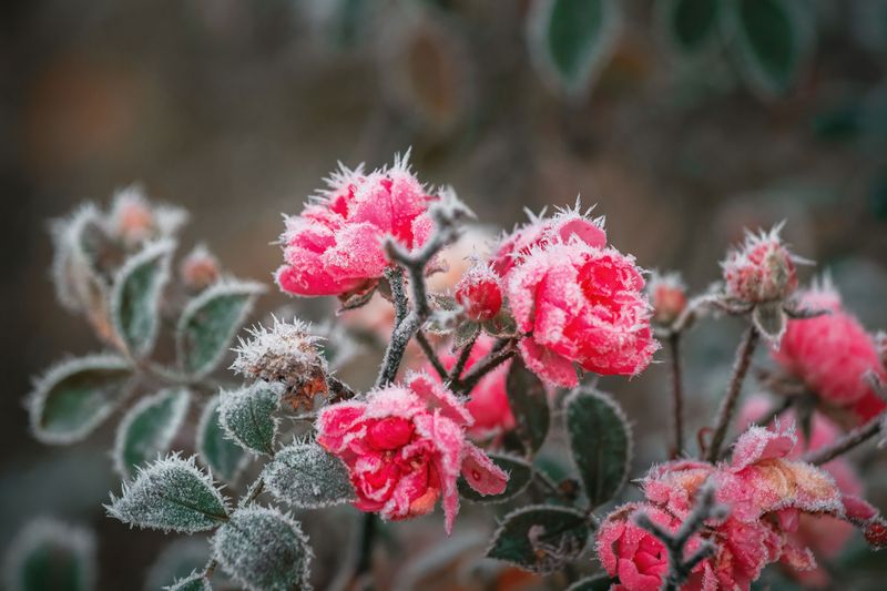 Cold-Hardy Roses Need Less Fuss Cold-Hardy Roses Need Less Fuss
