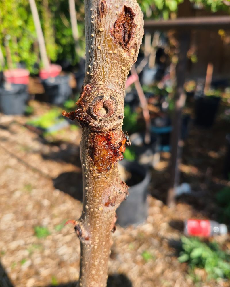 Cold Injury Risk From Fall Cuts