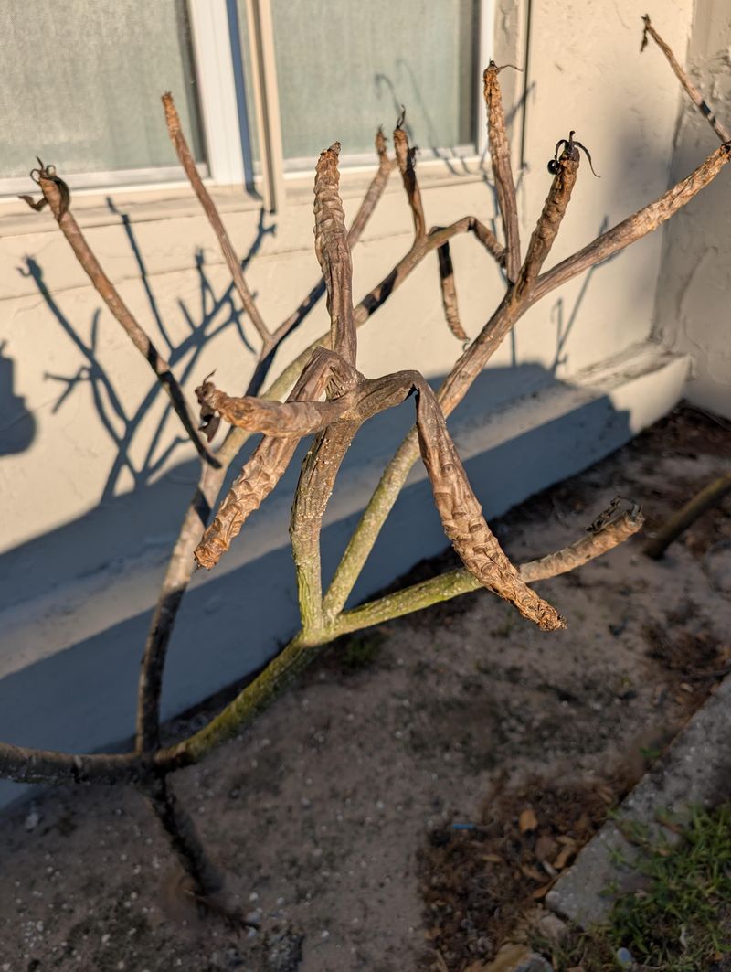 Cold Nights Can Damage Tender Plumeria Branches