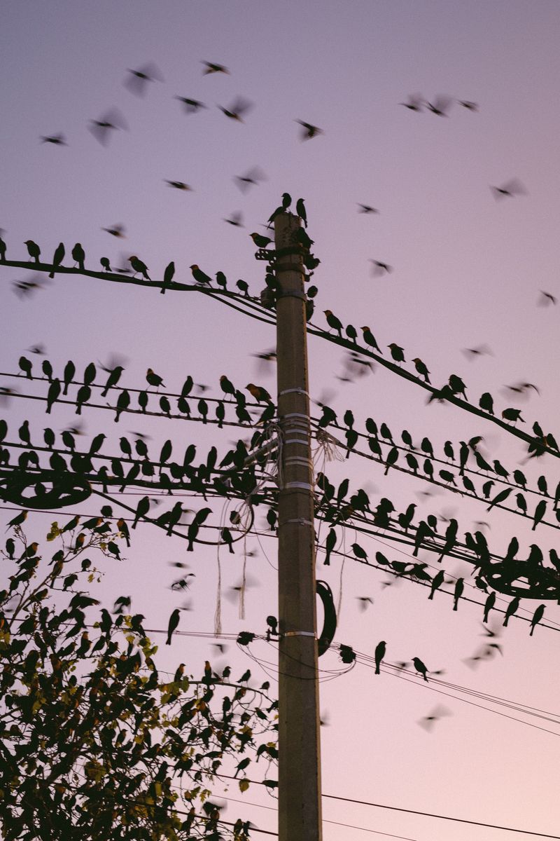 Cold Ohio Nights Push Starlings Into Huge Winter Roosts