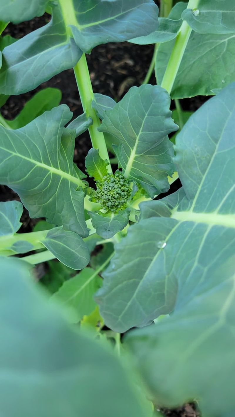 Cold Snaps Hit Young Plants