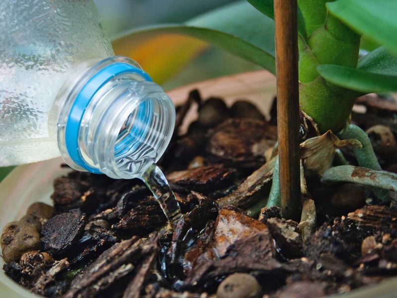 Cold Tap Water Shock At The Roots
