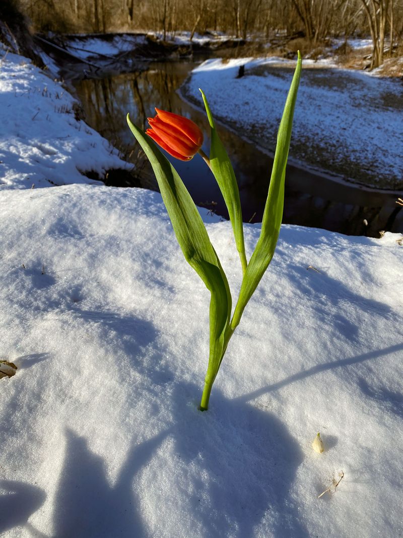 Cold Triggers The Hidden Flower Stem