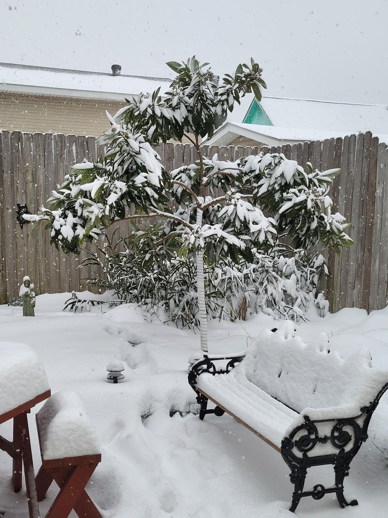 Cold Weather Can Damage Flowers And Young Fruit Cold Weather Can Damage Flowers And Young Fruit