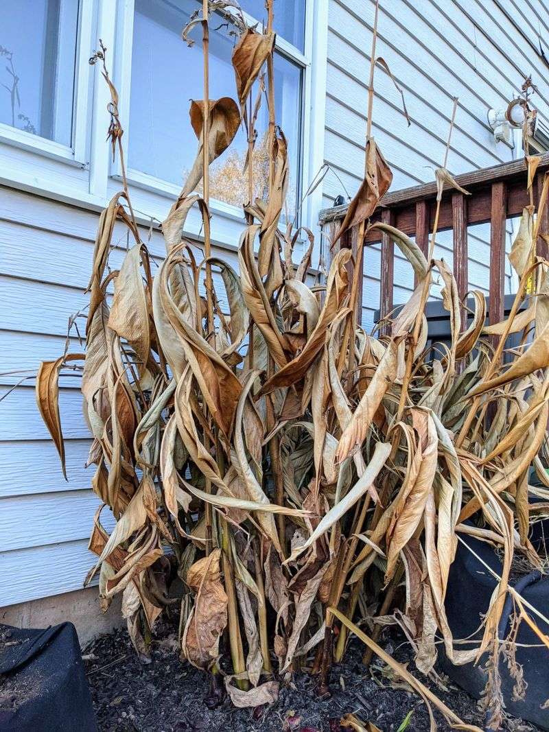 Cold Weather Causes Canna Foliage To Wither And Turn Brown Cold Weather Causes Canna Foliage To Wither And Turn Brown