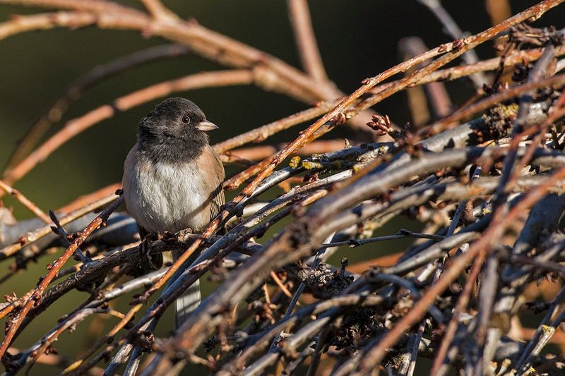 Cold-Weather Cover That Backyard Birds Seek Out