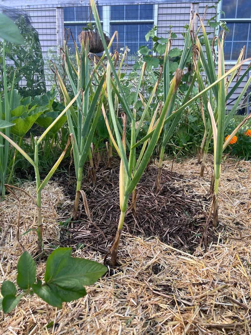 Cold Weather Helps Garlic Prepare For Bulb Development Cold Weather Helps Garlic Prepare For Bulb Development