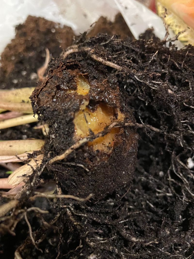 Cold, Wet Soil Rots Tubers Fast