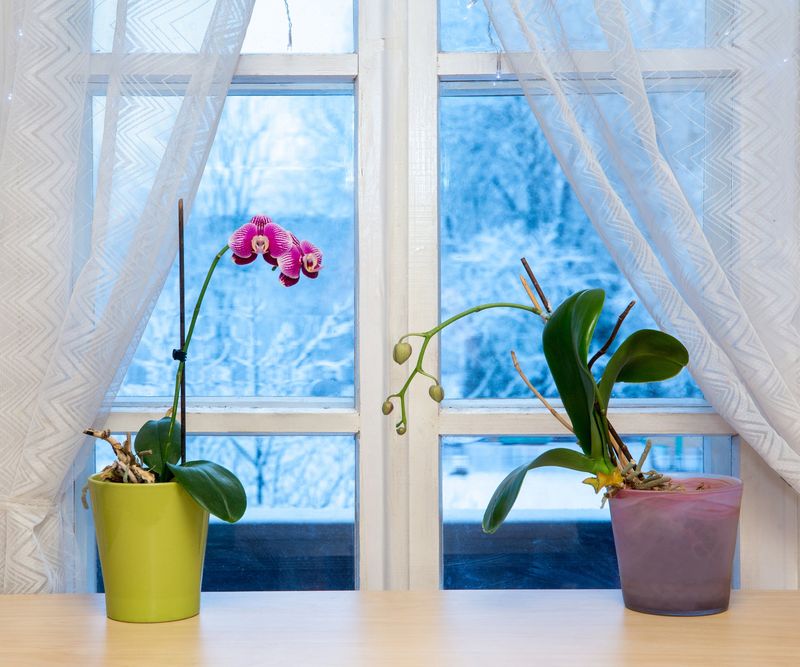Cold Windows Chill Leaves, So Keep Orchids Off The Glass Cold Windows Chill Leaves, So Keep Orchids Off The Glass