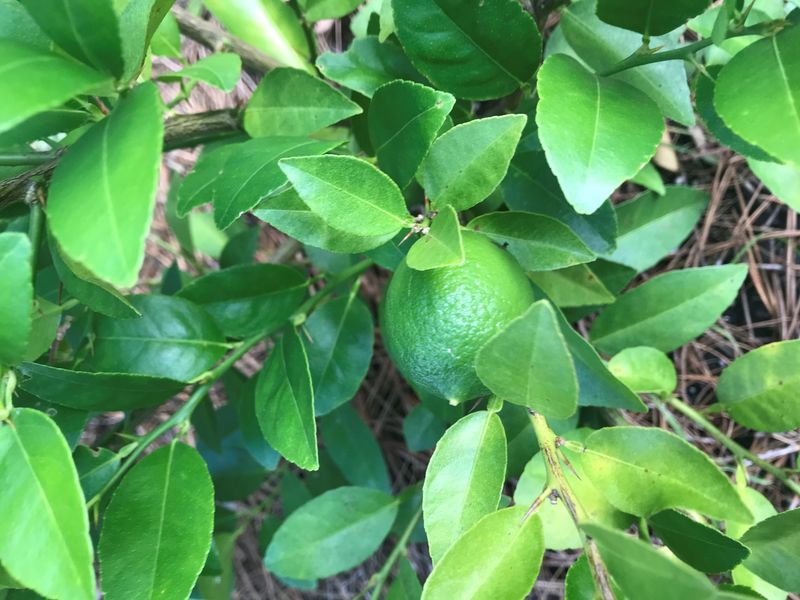 Cold risk depends on the citrus variety