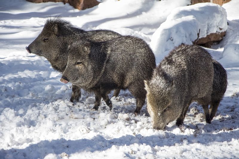 Cold weather can bring javelina into daylight