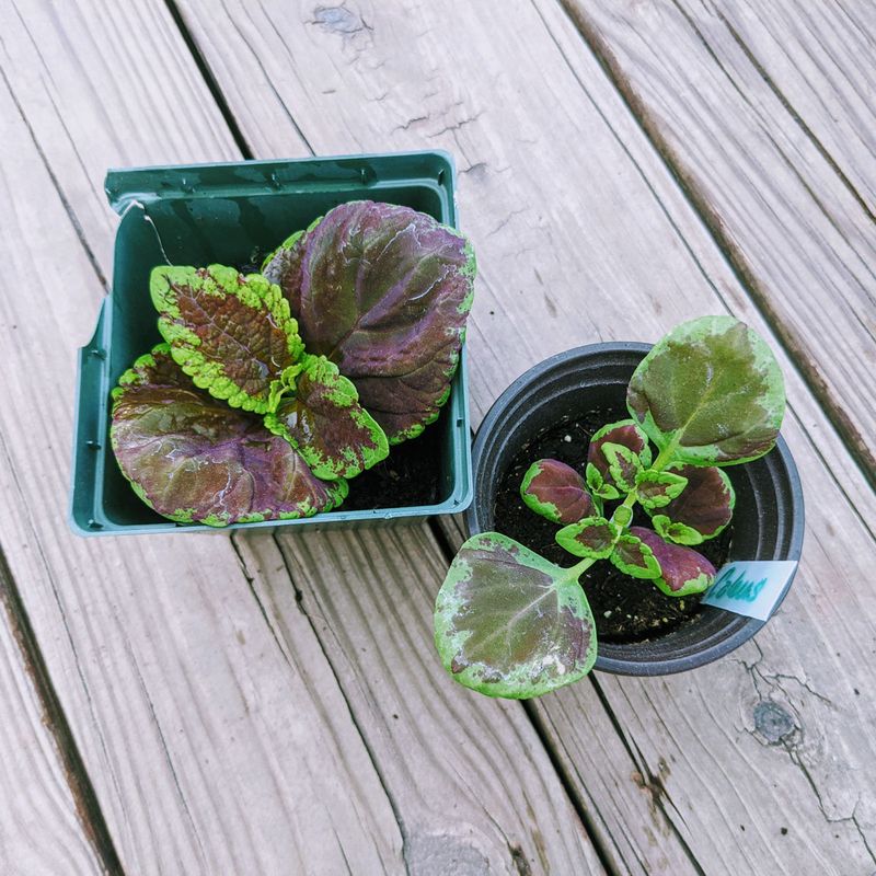 Coleus Cuttings Coleus Cuttings