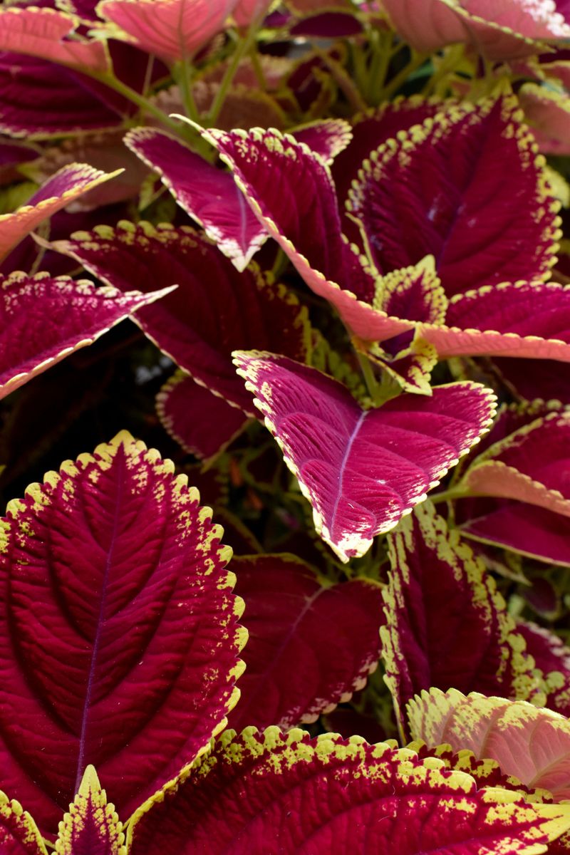Coleus For Bold Color In Shady Spots Coleus For Bold Color In Shady Spots