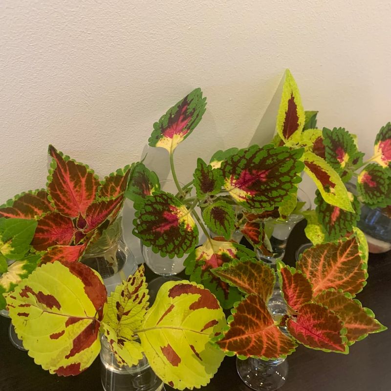 Coleus Quickly Suffers Damage When Frost Arrives Coleus Quickly Suffers Damage When Frost Arrives