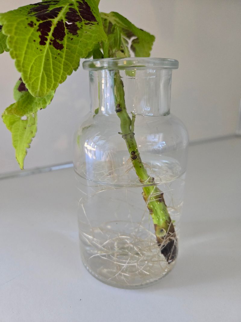 Coleus, Which Roots In Water Within Days