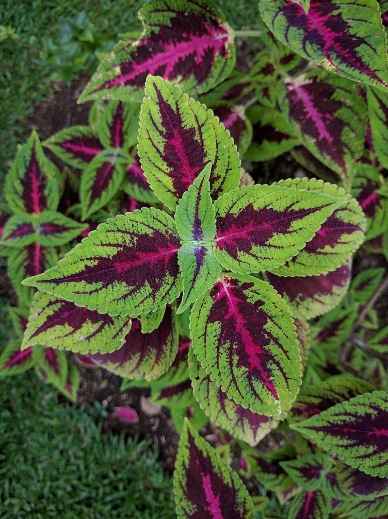 Coleus