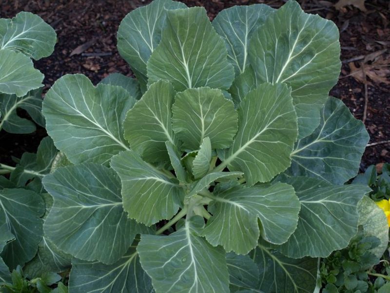 Collard Greens Collard Greens