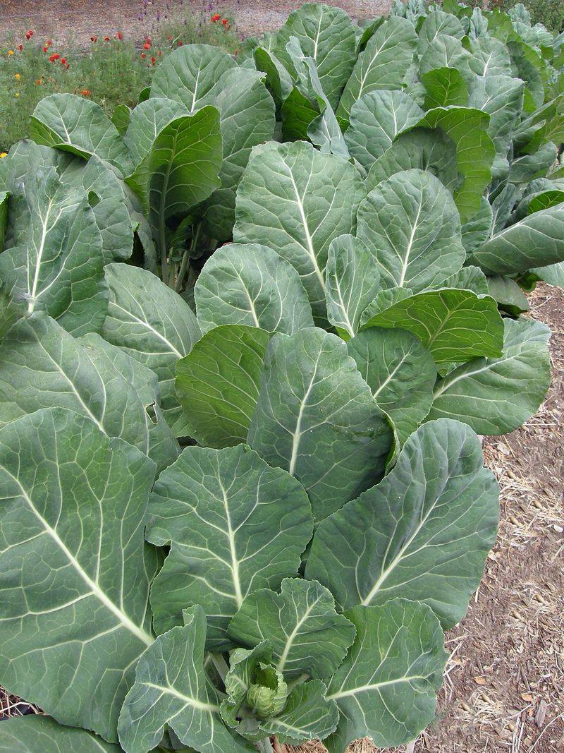 Collard Greens