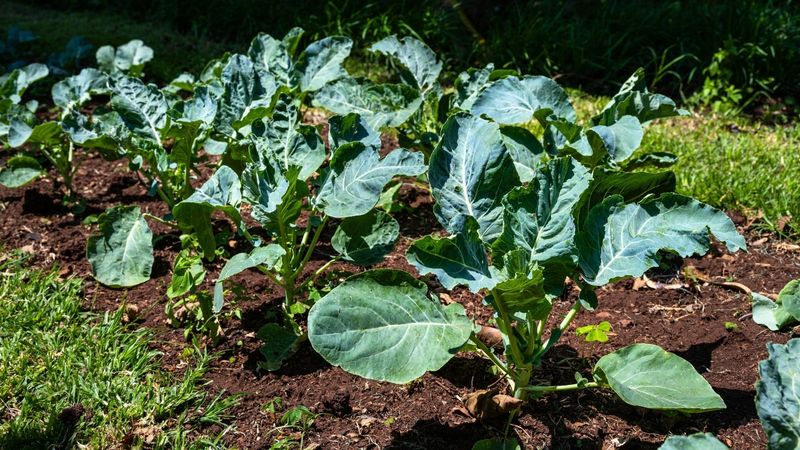 Collard Transplants That Sweeten After Frost