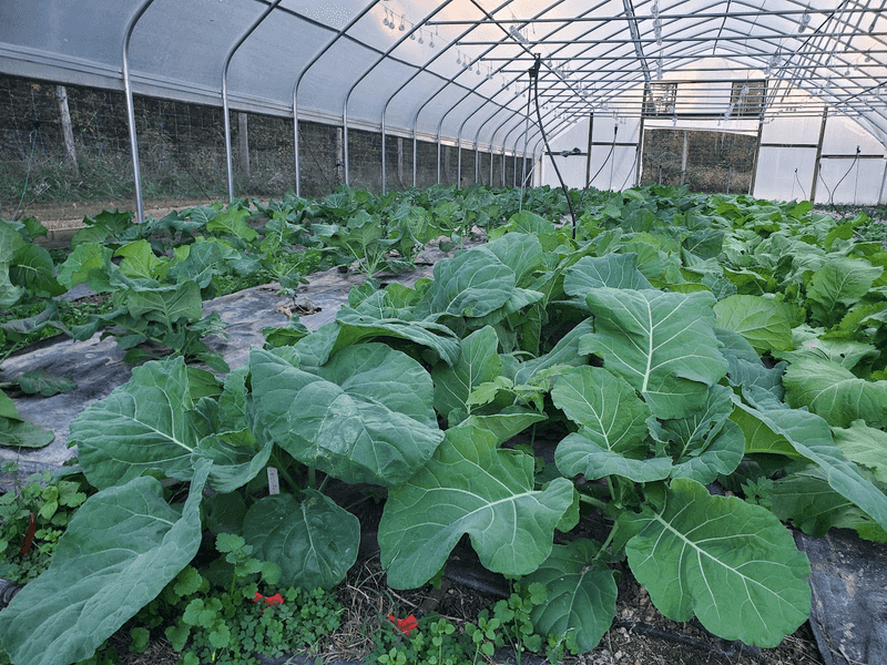 Collards Carry Tradition Forward Collards Carry Tradition Forward