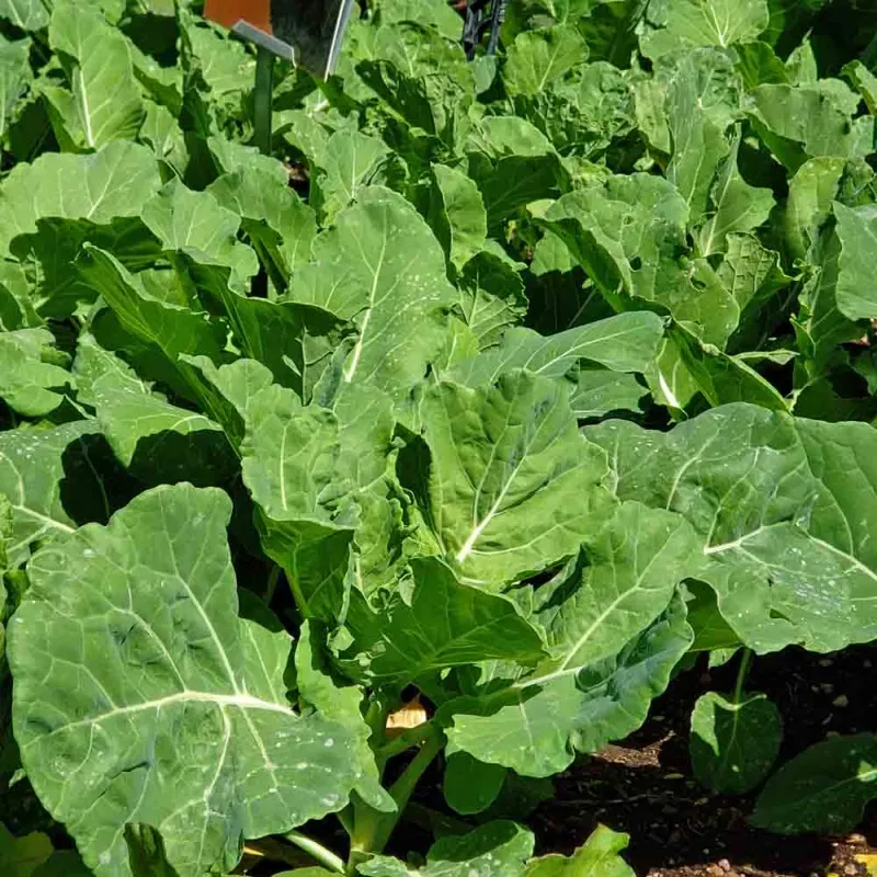 Collards Handle Chilly Weather And Keep Producing Tender Leaves