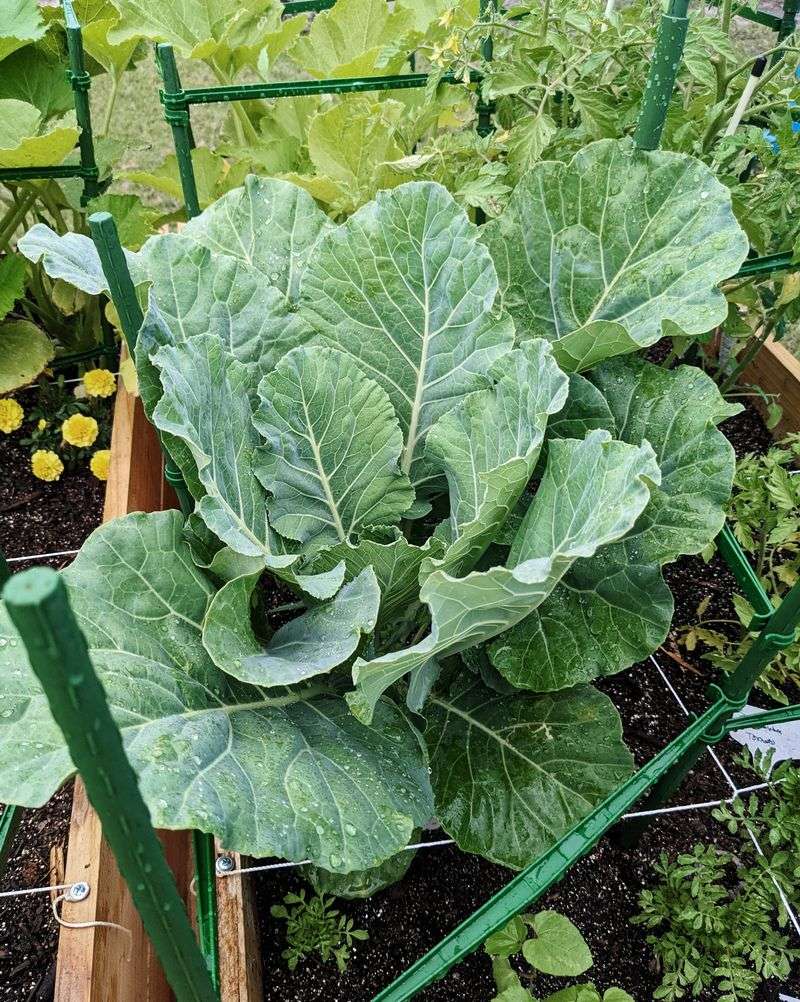 Collards Planted Now Can Supply Leaves Well Into Spring Collards Planted Now Can Supply Leaves Well Into Spring