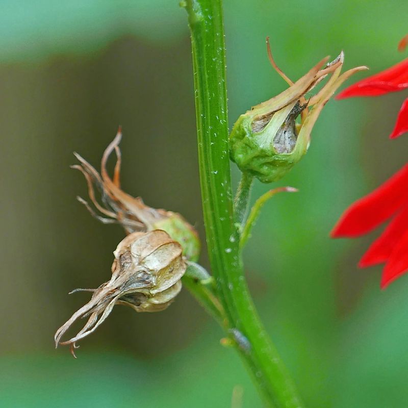 Collect Seed To Sow Elsewhere