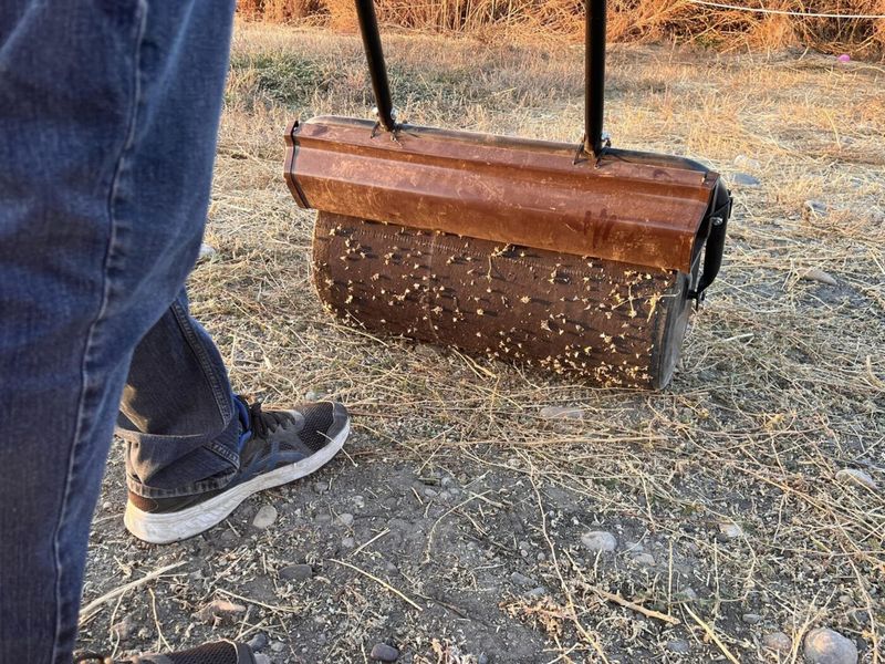 Collect burrs already on the ground